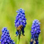 Makro - Biene im Frühling 3