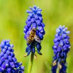 Makro - Biene im Frühling 4